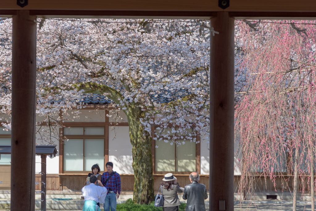 花見日和　写真日和