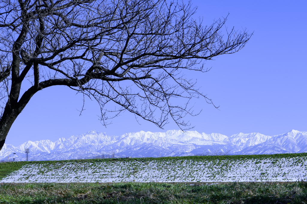 冬枯れの桜