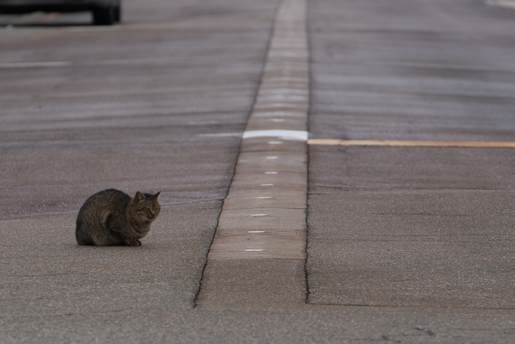 交差点の猫