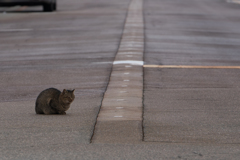 交差点の猫