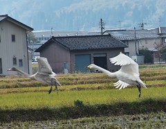 白鳥  着陸体制
