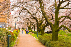桜と和服