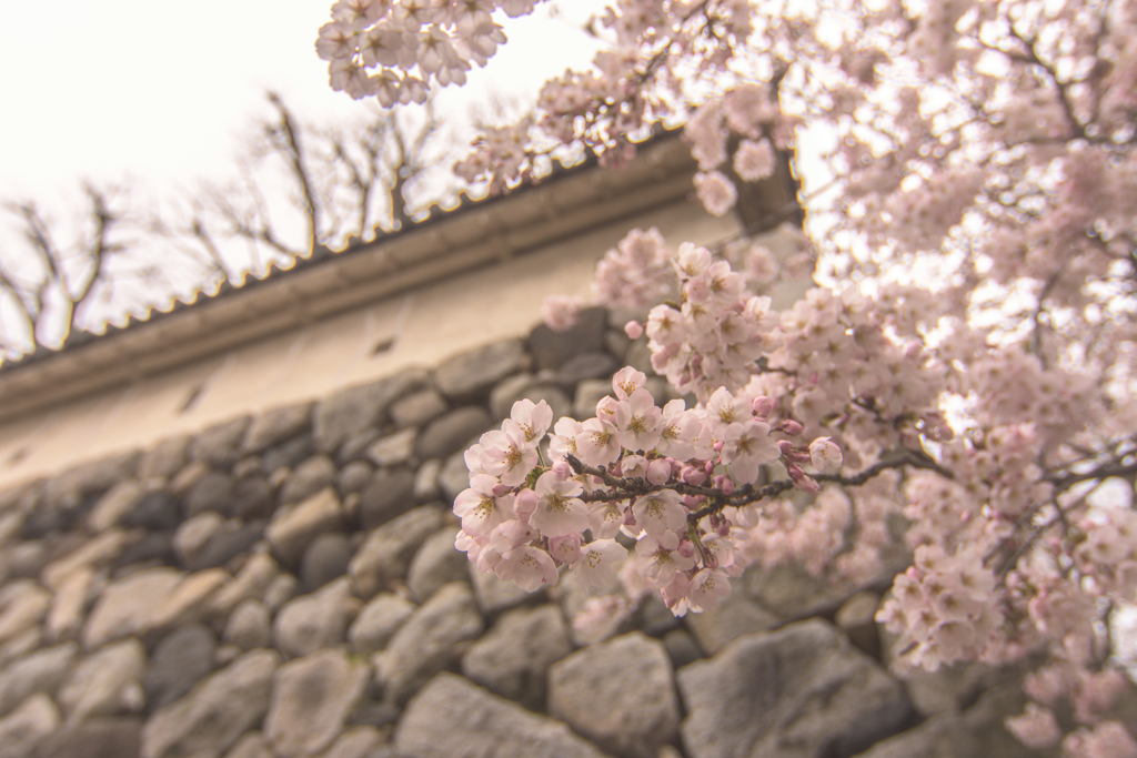 城址公園さくら