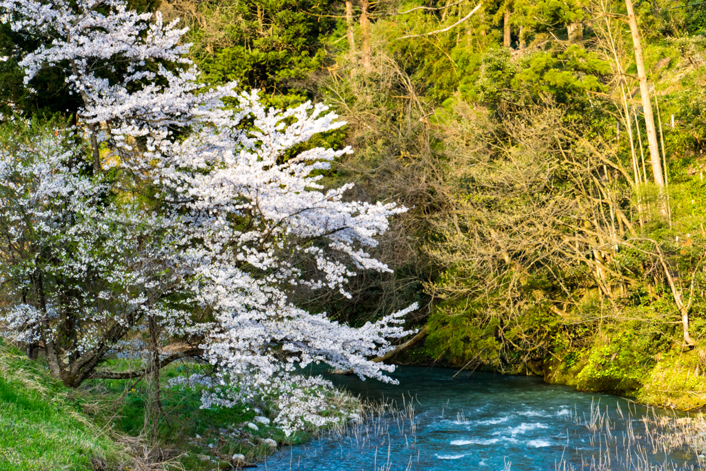 山桜