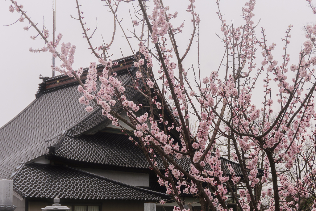 花曇り