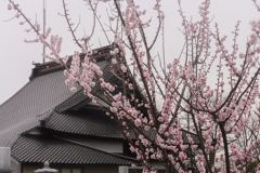 花曇り