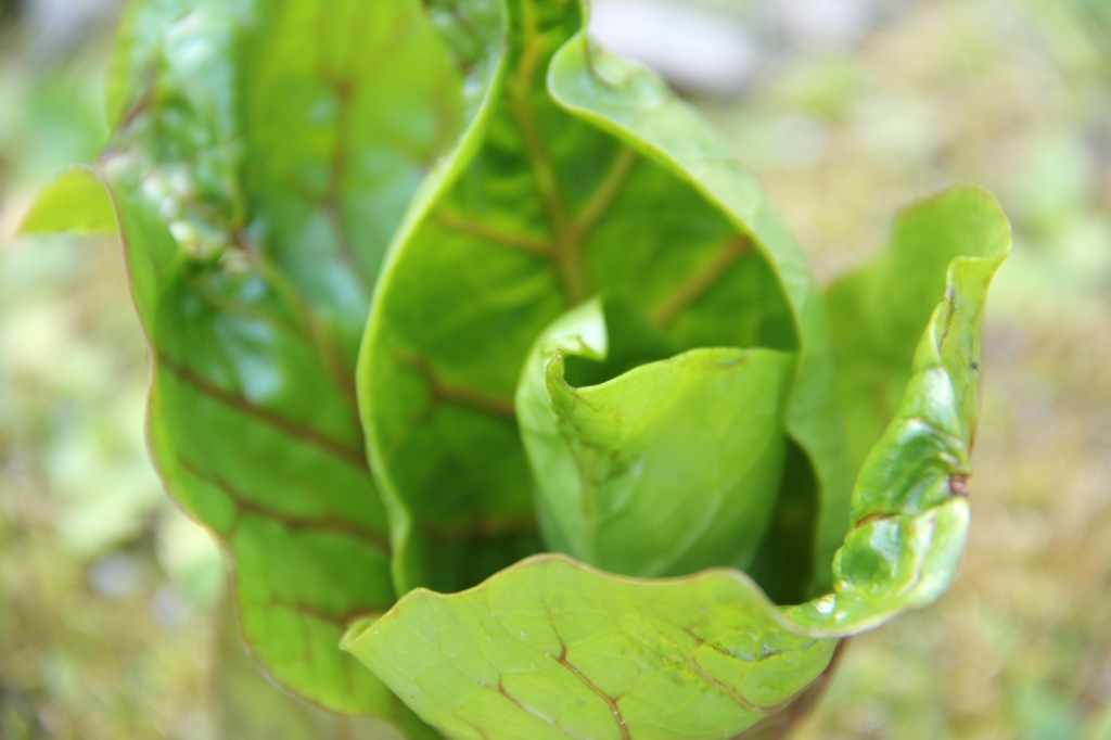 なんかの草