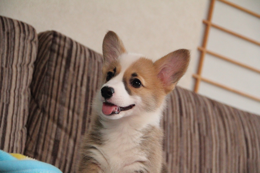 犬