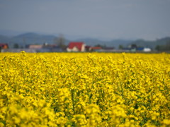 菜の花畑