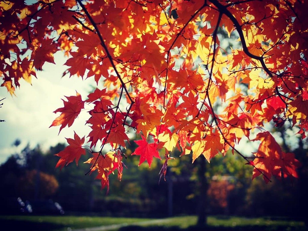 紅葉