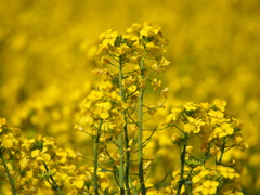 菜の花