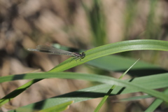 クロイトトンボ♀