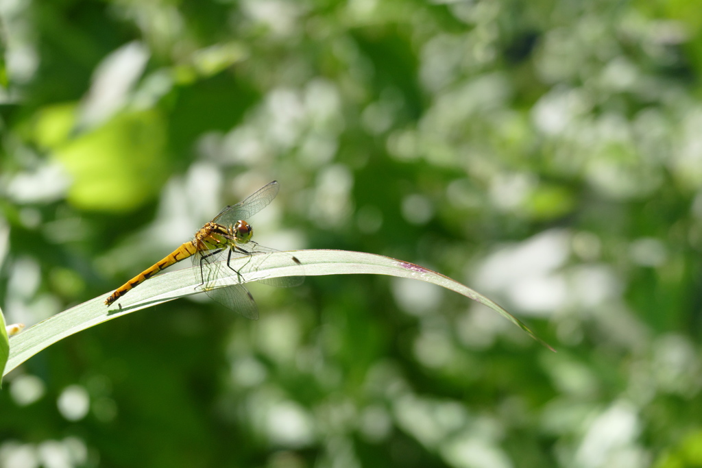 ヒメアカネ♀