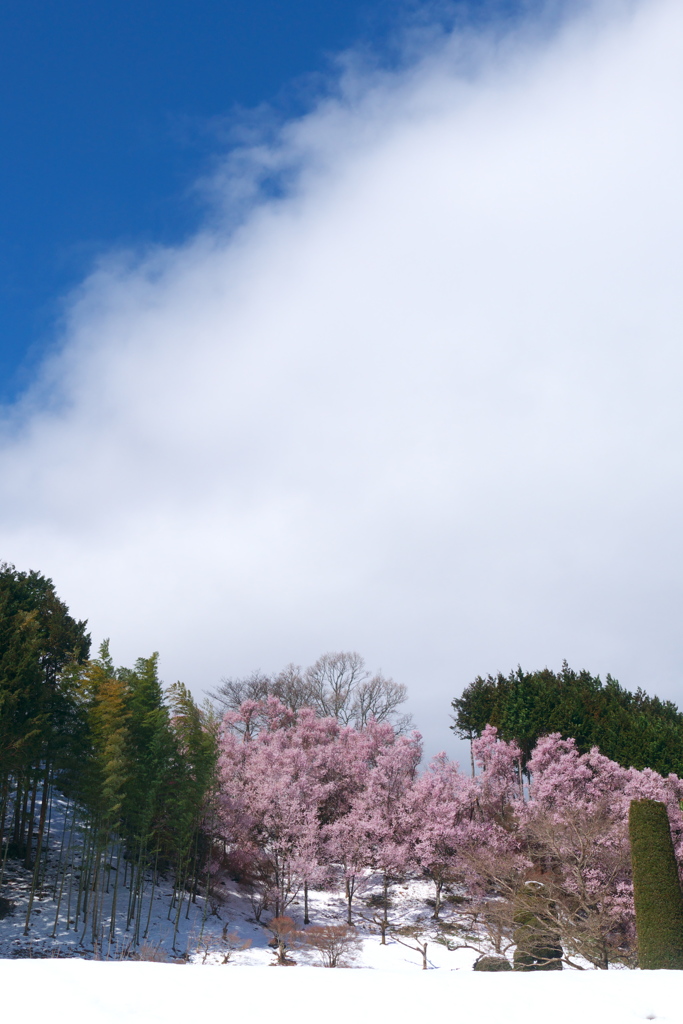 桜も咲けば雪も降り