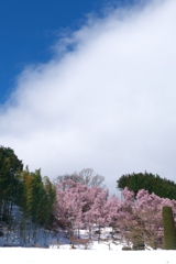 桜も咲けば雪も降り