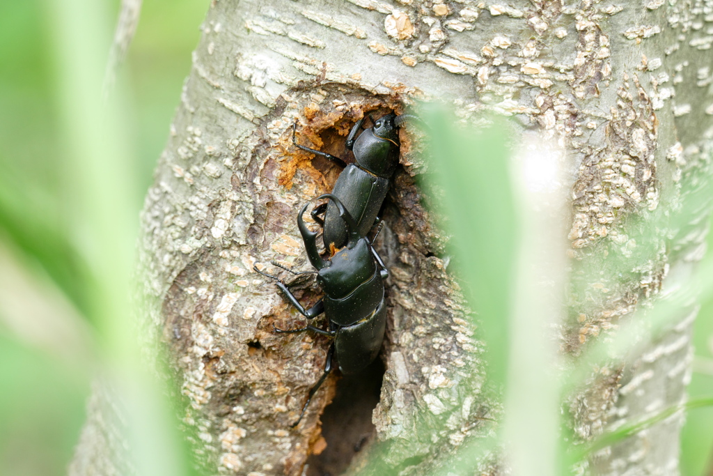 コクワガタ ♂ ♀