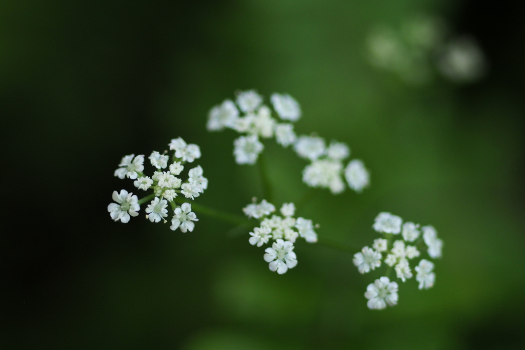 小さき花