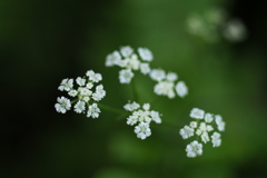 小さき花