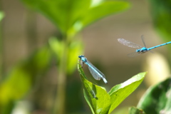 ルリイトトンボ♂