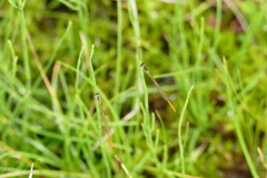 モートンイトトンボ♂