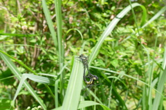 ヒメクロサナエ 交尾