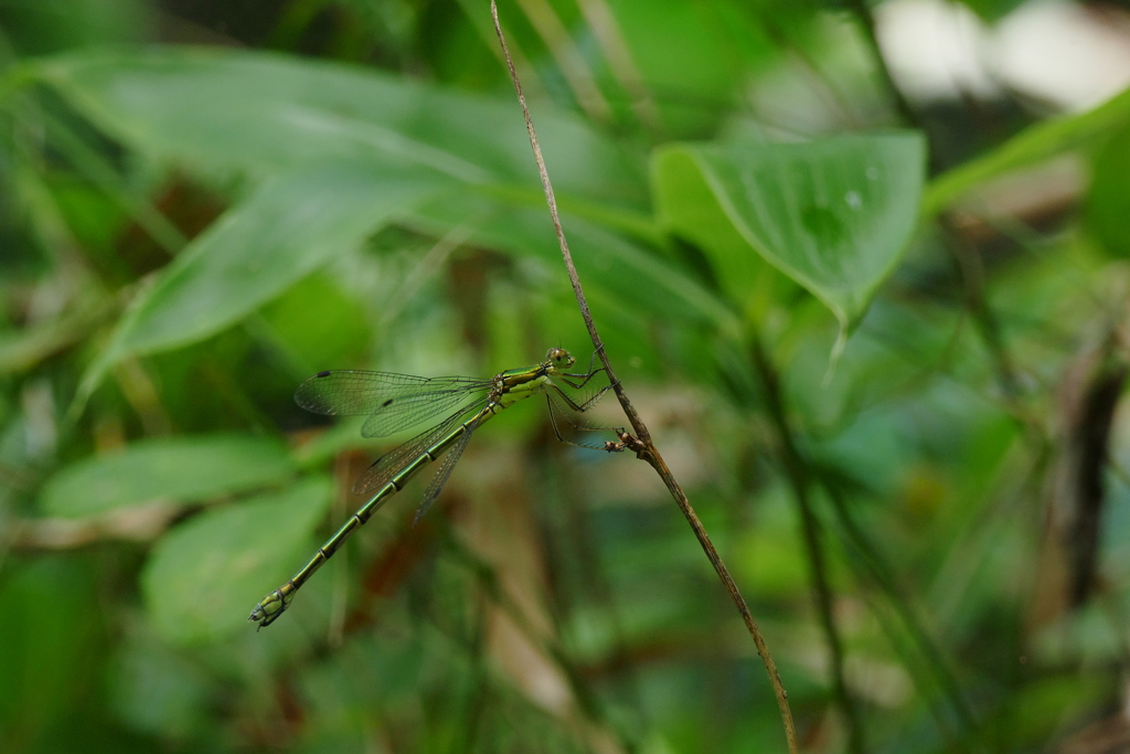 オオアオイトトンボ♀