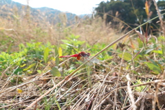 陽射しはもう弱い