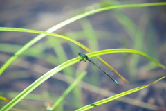 エゾイトトンボ♂