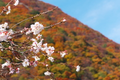 秋の桜