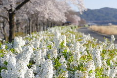 朝の光にモコモコと