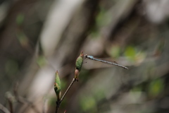 ホソミオツネントンボはまだ森の中