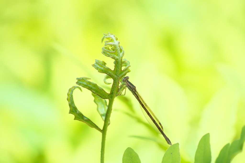 オツネントンボ♀
