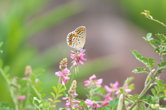 吸蜜