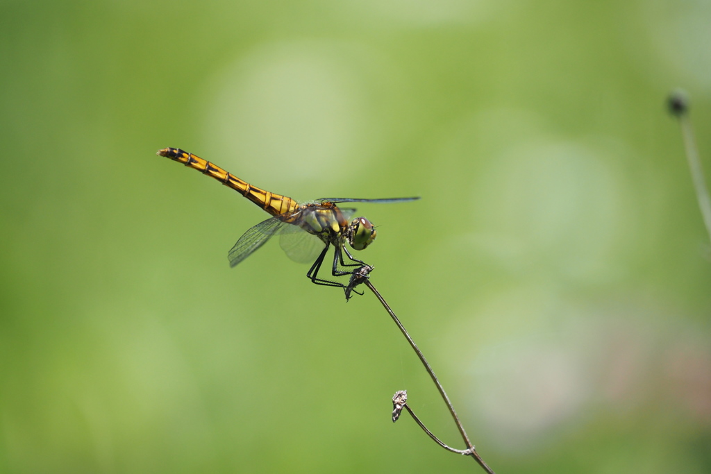 アキアカネ♀