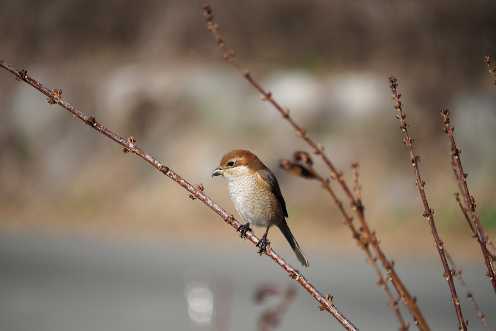 モズ ♀ 新顔