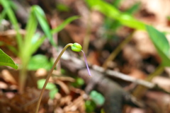 カタクリ　花の後