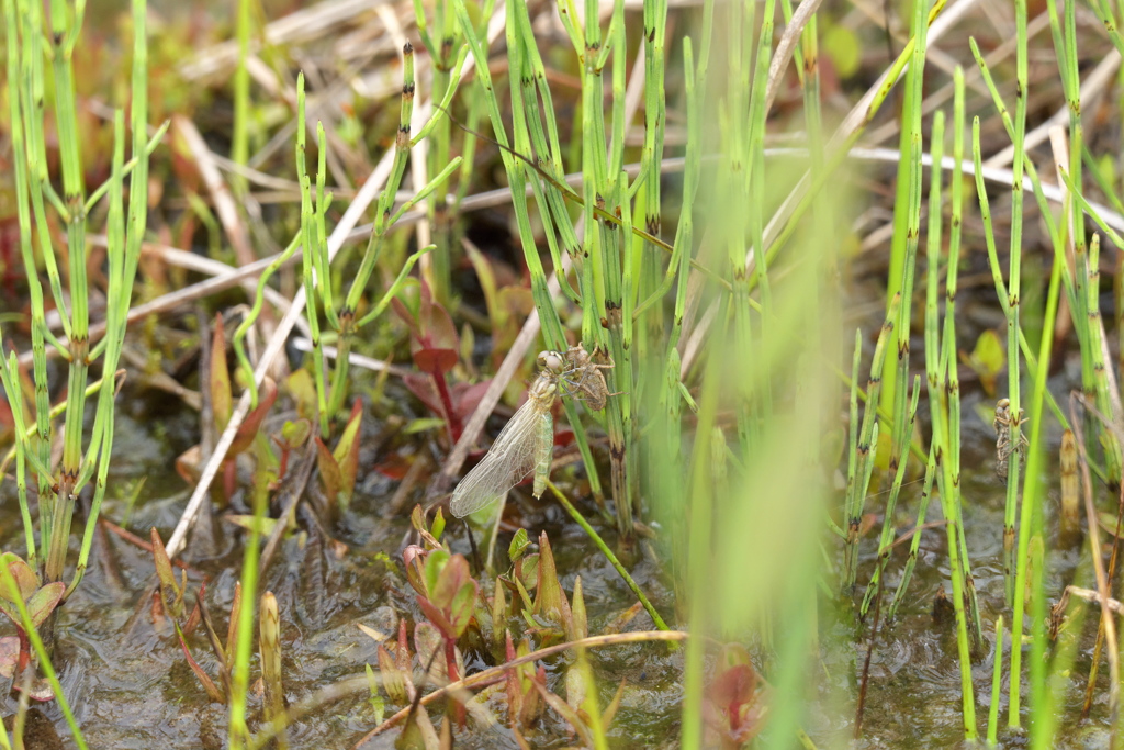 ハッチョウトンボ　羽化