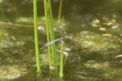 オオイトトンボ♂