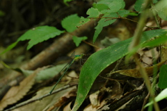 オオアオイトトンボ♂