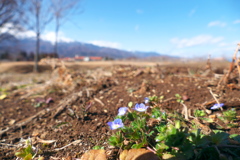 里にも春の気配