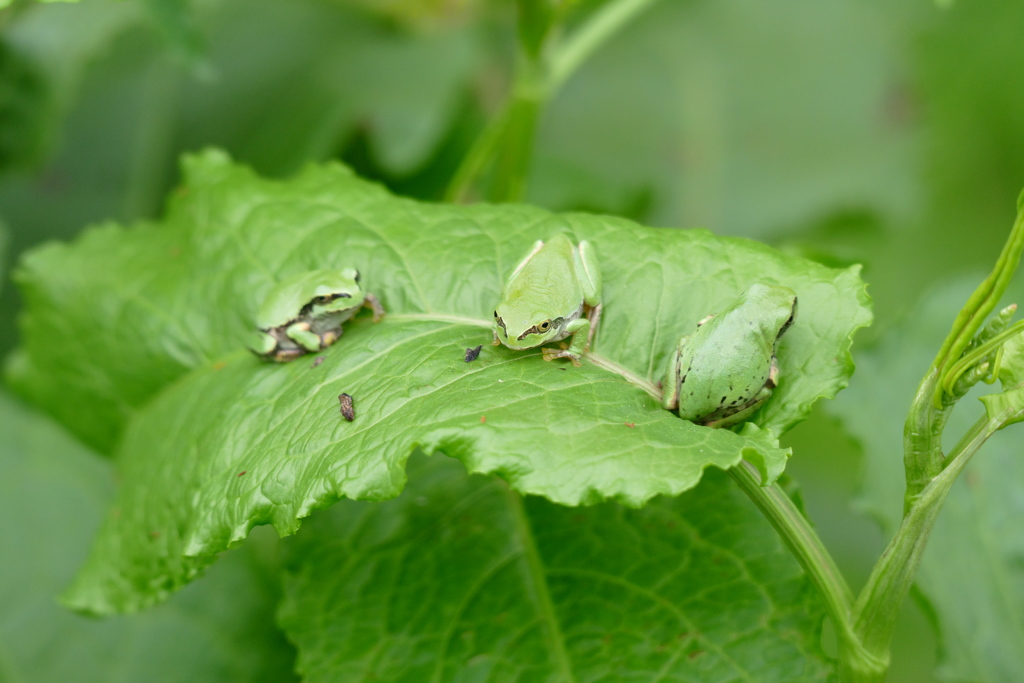 カエルの３兄弟