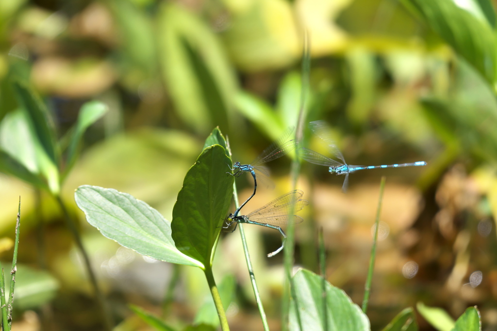 エゾイトトンボ　連結