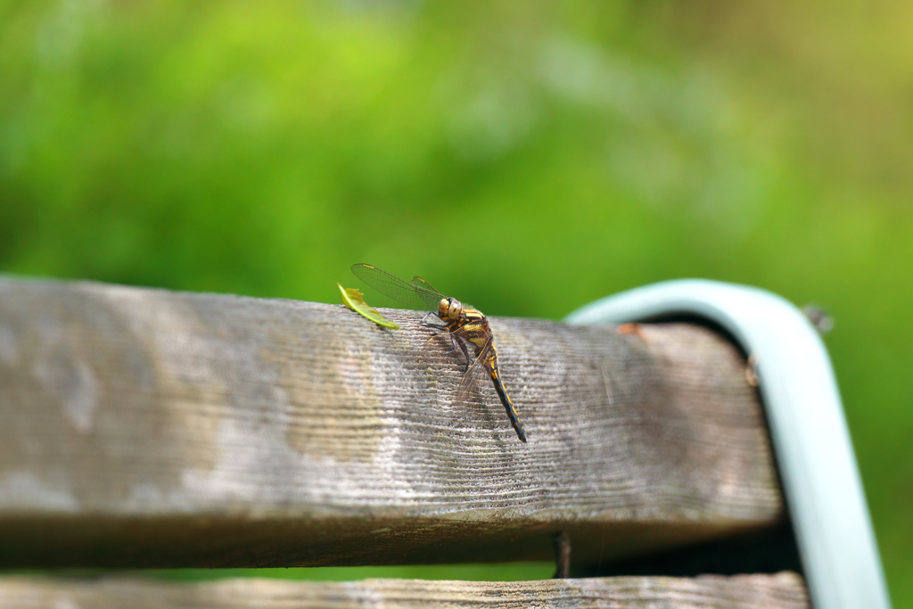 シオヤトンボ♂