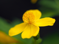 野草園にて