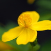 野草園にて