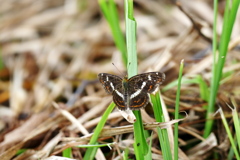 サカハチチョウ