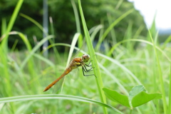 アキアカネ♂