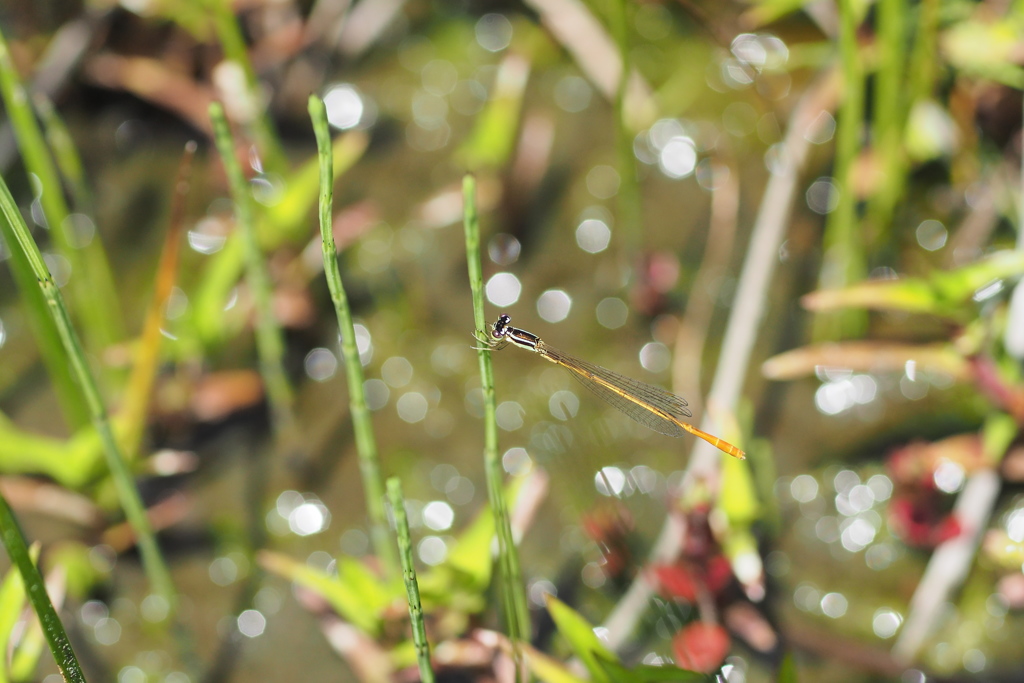 モートンイトトンボ♂