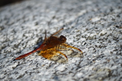 小雪の頃に出会ったトンボ