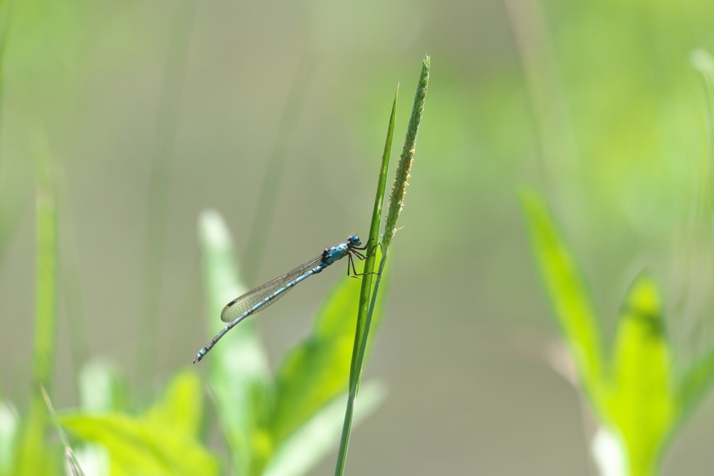ホソミオツネントンボ♂
